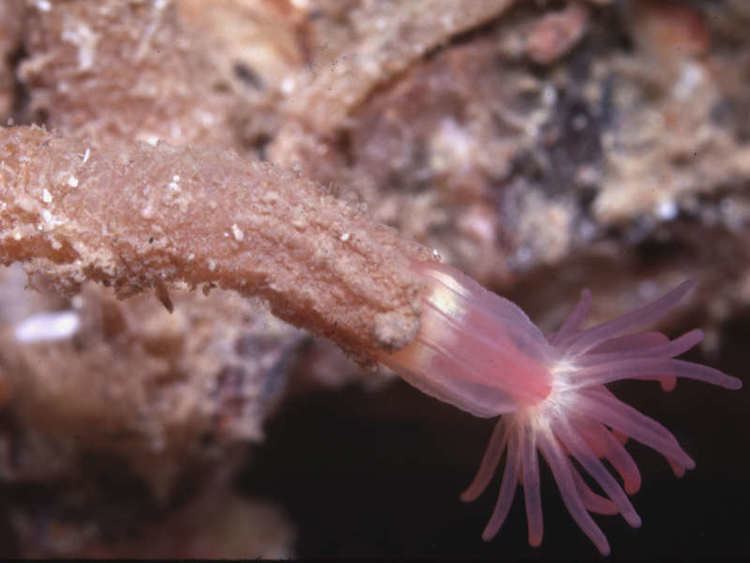 Edwardsiella MarLIN The Marine Life Information Network A sea anemone