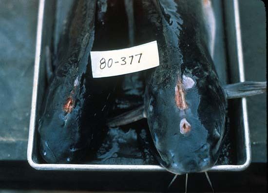 Edwardsiella ictaluri Bacterial Diseases In Warmwater Fishes Fisheries Media Gallery