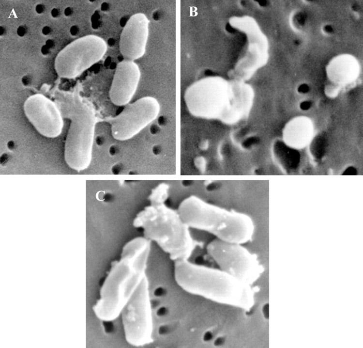 Edwardsiella tarda Retention of Virulence in a Viable but Nonculturable Edwardsiella