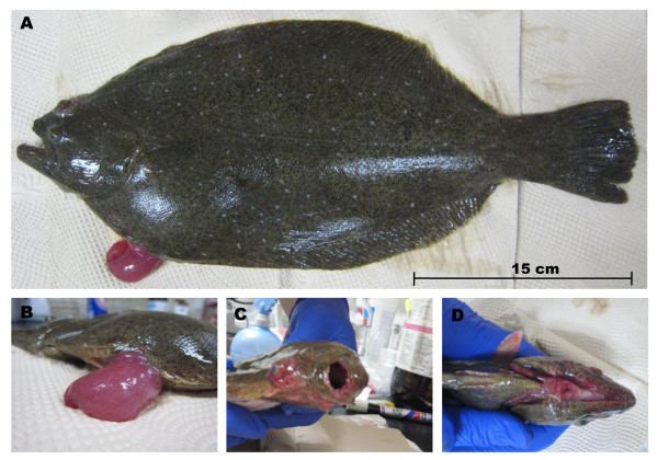 Edwardsiella tarda Pathogenesis of and strategies for preventing Edwardsiella tarda