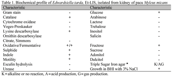 Edwardsiella tarda Isolation and characterizaton of Edwardsiella tarda from pacu Myleus