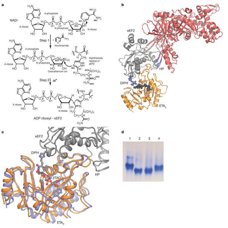 EEF2 Exotoxin AeEF2 complex structure indicates ADP ribosylation by