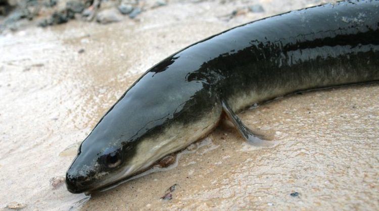 American eel (Anguilla rostrata) (4015394951).jpg