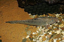 Eel-tailed catfish Eeltailed catfish Wikipedia