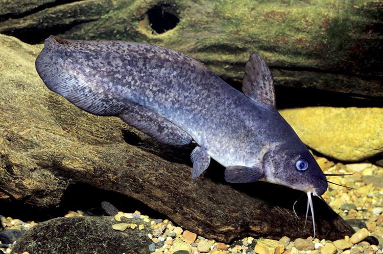 Eel-tailed catfish Tandanus tandanus