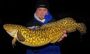 Eelpout Out and About for Eelpout