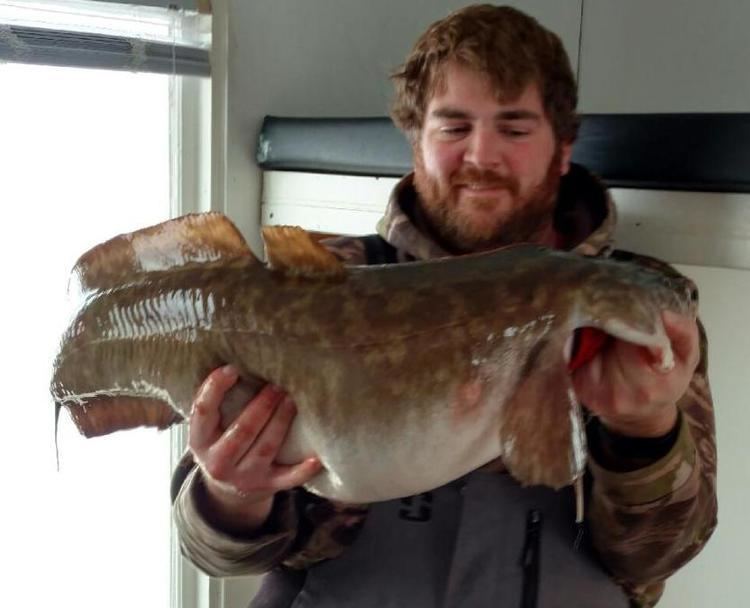 Eelpout Ugly it may be but eelpout from Lake of the Woods is a record