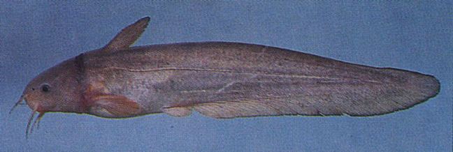 Eeltail catfish PLOTOSIDAE