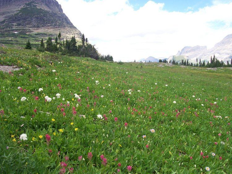 Effects of climate change on plant biodiversity