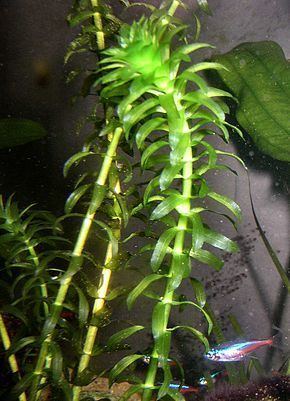 Egeria (plant) httpsuploadwikimediaorgwikipediacommonsthu