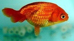 Egg-fish goldfish httpsuploadwikimediaorgwikipediacommonsthu