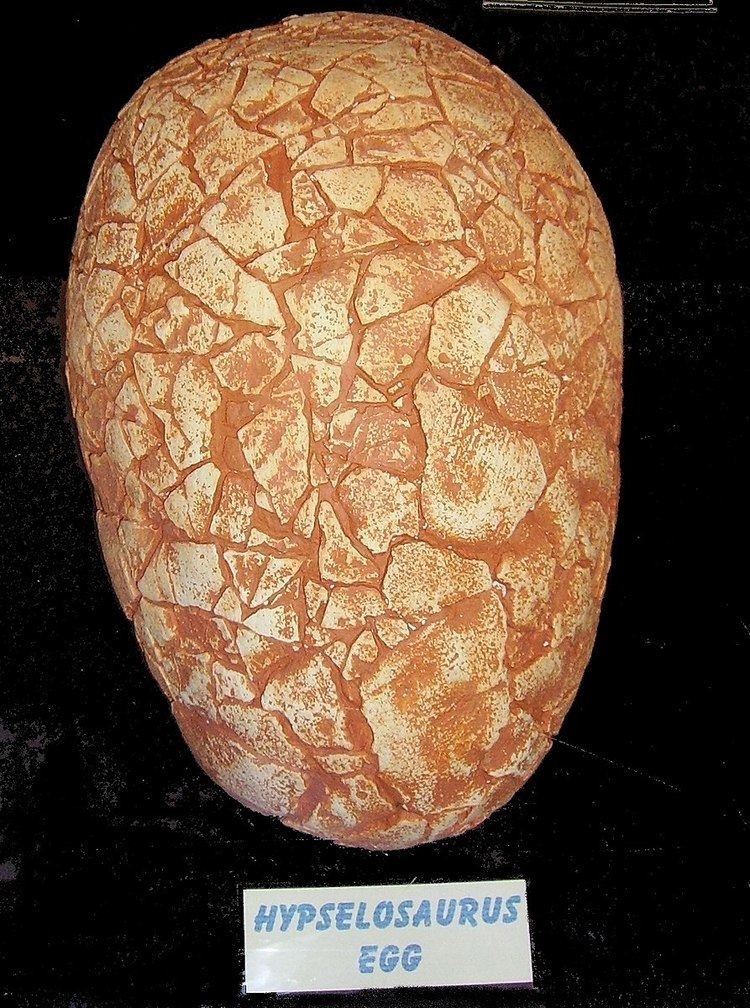 Egg paleopathology