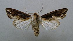 Egira (moth) httpsuploadwikimediaorgwikipediacommonsthu
