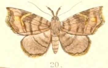 Egnasia fasciata