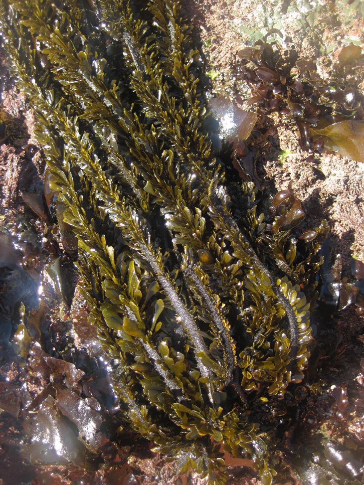 Egregia menziesii Pacific Rocky Intertidal Monitoring Trends and Synthesis