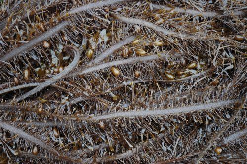 Egregia menziesii Seaweeds of Alaska