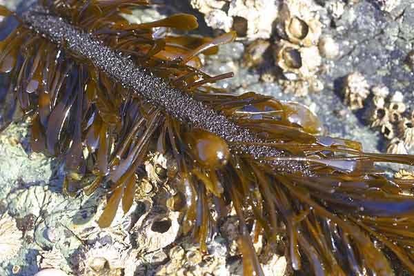 Egregia menziesii Feather Boa Kelp