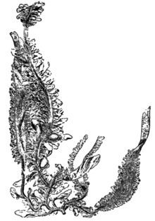 Egregia menziesii httpsuploadwikimediaorgwikipediacommonsthu