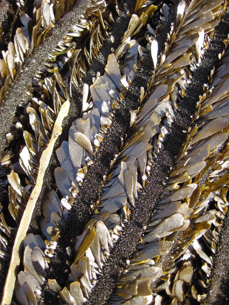 Egregia menziesii Pacific Rocky Intertidal Monitoring Trends and Synthesis