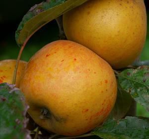 Egremont Russet Egremont Russet apple trees for sale Buy online Friendly advice