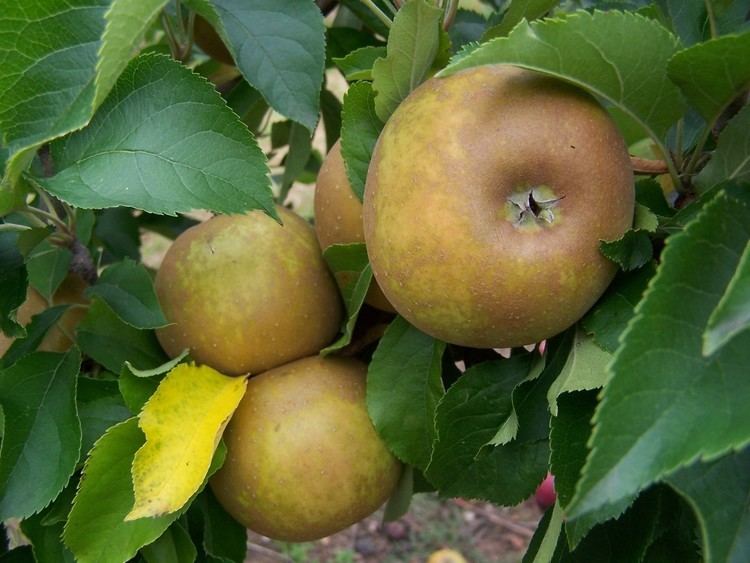 Egremont Russet Egremont Russet Apple Trees amp Seeds Shop Habitat Aid
