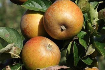 Egremont Russet Egremont Russet apple trees for sale Buy online Friendly advice