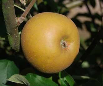 Egremont Russet Egremont Russet apple trees for sale Order online