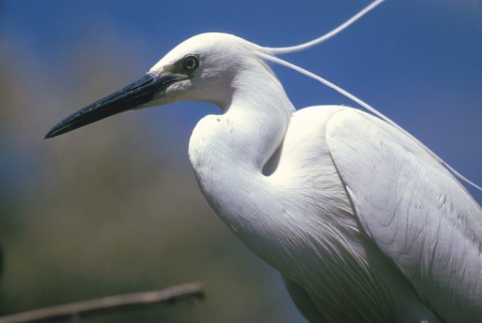 Egretta Variety of Life Egretta