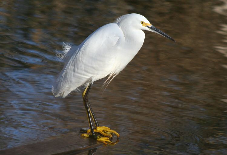 Egretta Snowy Egret Egretta thula