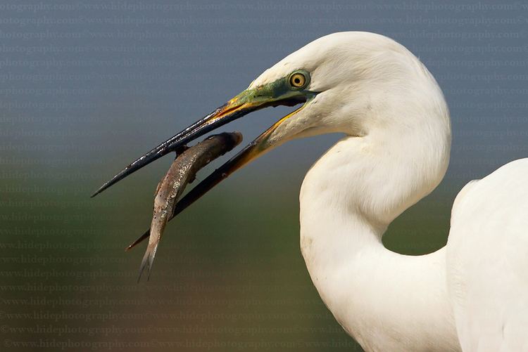 Egretta HidePhotography Home