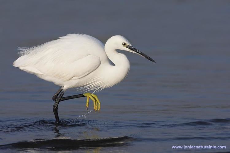 Egretta Photos of Little Egret Egretta garzetta the Internet Bird