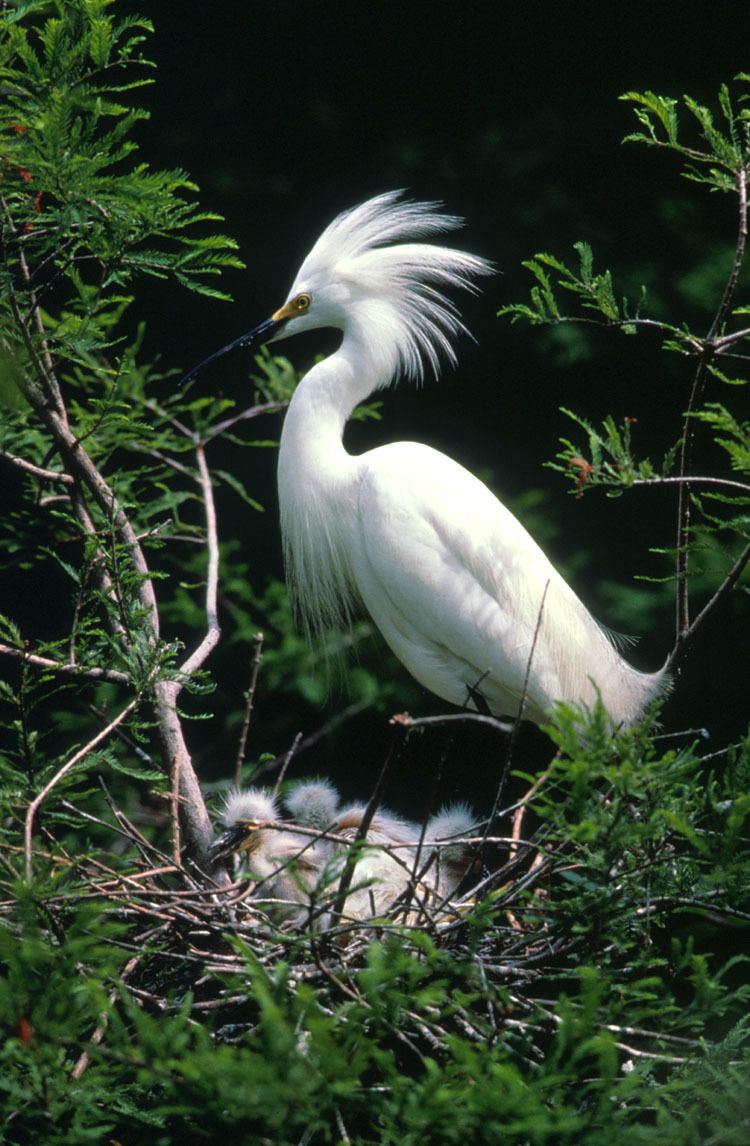 Egretta FileEgretta thula1jpg Wikipedia