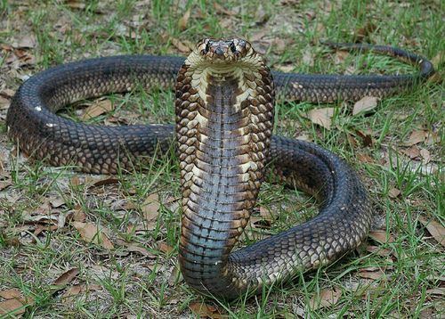 Egyptian cobra Egyptian Cobra Facts and Pictures Reptile Fact