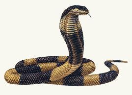 Egyptian cobra Cryptomundo Egyptian Cobra Escapes From Bronx Zoo