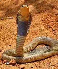 Egyptian cobra Egyptian Cobra the mythical and deadly asp Snake Facts