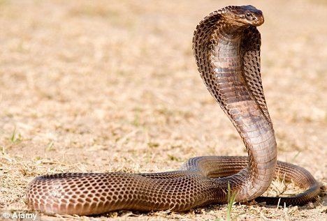 Egyptian cobra Isis Lady of the Holy Cobra Isiopolis