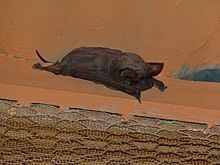 Egyptian free-tailed bat httpsuploadwikimediaorgwikipediacommonsthu