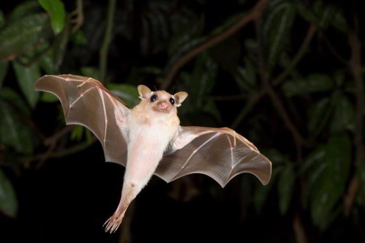 Egyptian fruit bat Exceptionally Enthralling Facts About the Egyptian Fruit Bat