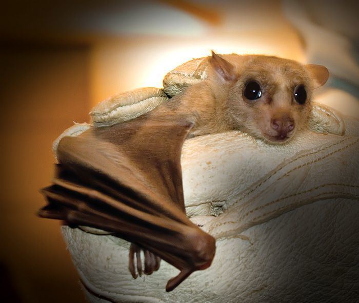 Egyptian fruit bat 1000 images about Egyptian Fruit bat on Pinterest The cleveland