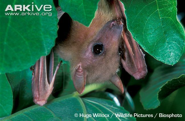 Egyptian fruit bat Egyptian fruit bat videos photos and facts Rousettus aegyptiacus