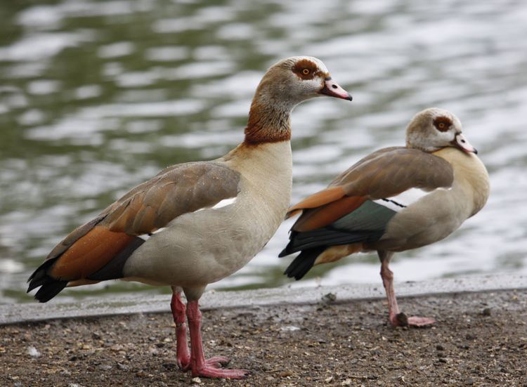 Egyptian goose Is this an Egyptian Goose Identify this Wildlife The RSPB