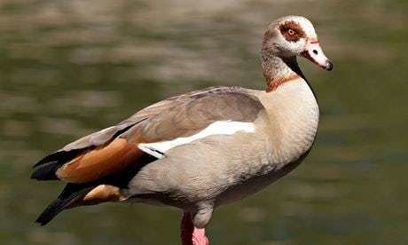 Egyptian goose Specieswatch Egyptian goose Environment The Guardian