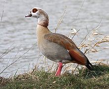 Egyptian goose httpsuploadwikimediaorgwikipediacommonsthu