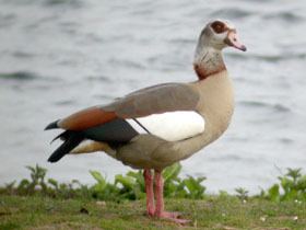 Egyptian goose Egyptian Goose gobirdingeu