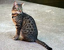 Egyptian Mau httpsuploadwikimediaorgwikipediacommonsthu