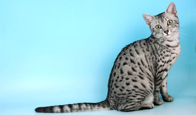 Egyptian Mau Egyptian Mau Cat Breed Information