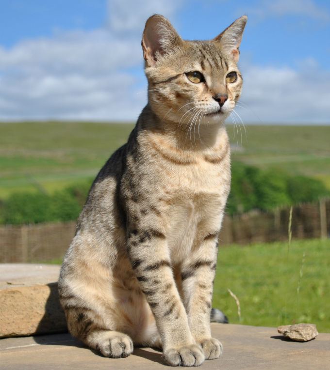 Egyptian Mau Egyptian Mau Cat Breed Information Pictures Characteristics amp Facts