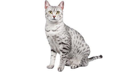 Egyptian Mau Egyptian Mau Cat Breed Information Pictures Characteristics amp Facts