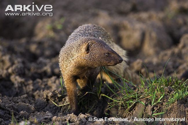 Egyptian mongoose Egyptian mongoose videos photos and facts Herpestes ichneumon