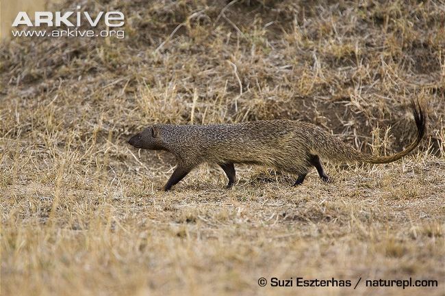 Egyptian mongoose Egyptian mongoose photo Herpestes ichneumon G84565 ARKive
